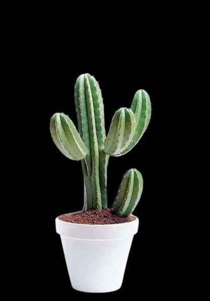 Cereus Repandus