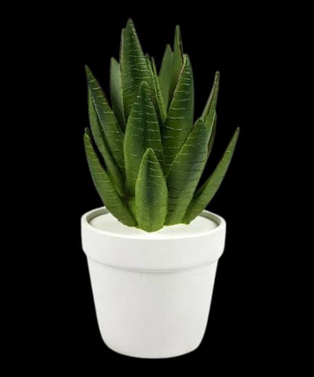 Haworthia Cactus
