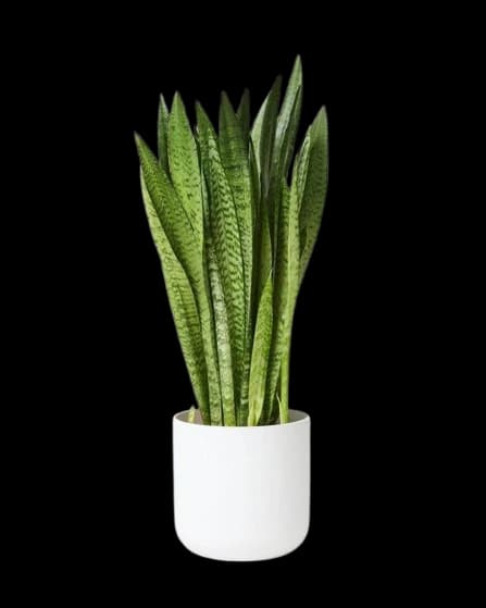 Sansevieria